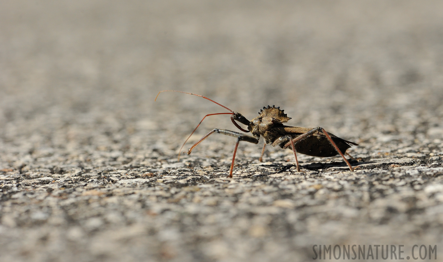 Arilus cristatus [105 mm, 1/2500 sec at f / 11, ISO 1600]